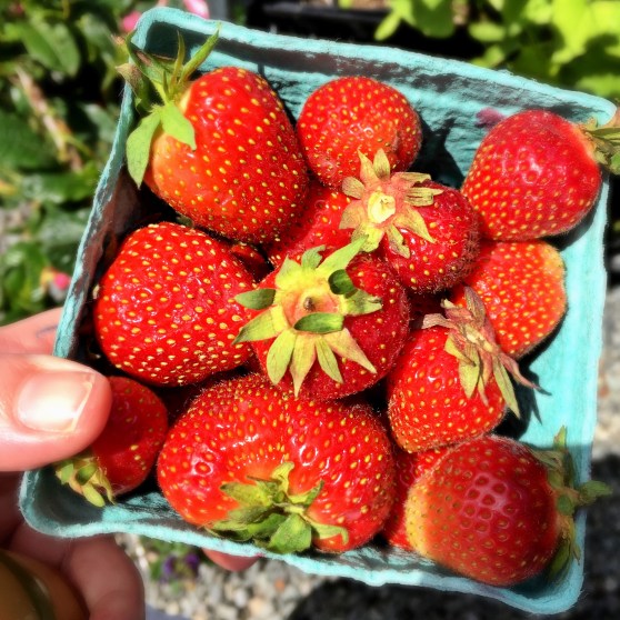Strawberries